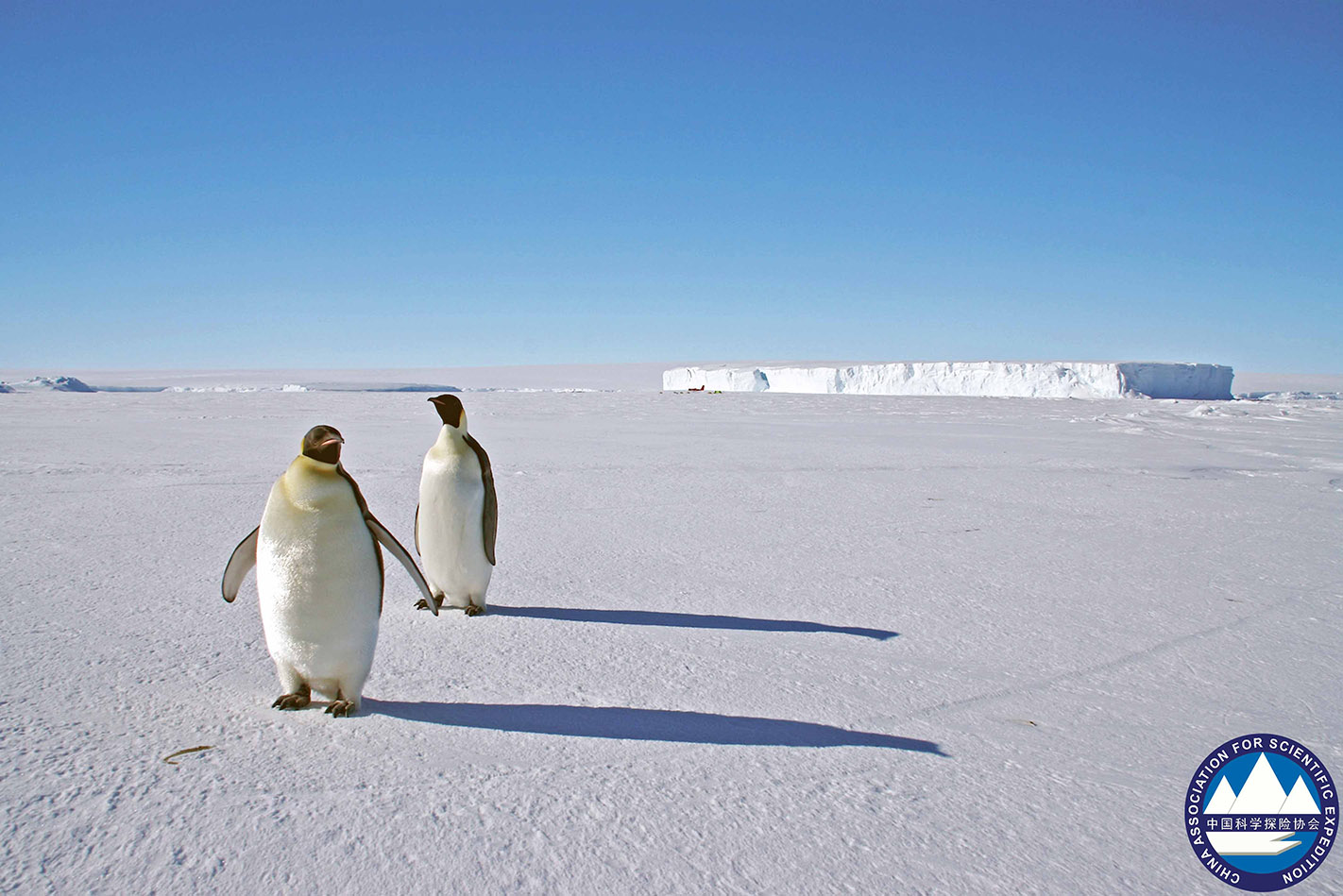南极点,帝企鹅,文森峰——巅峰之旅